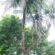 Pohon Kelapa Langka di Jepara, Ini Asalmulanya